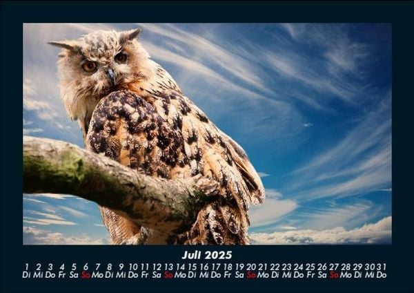 Produktbild: Vögel 2025 Fotokalender DIN A5