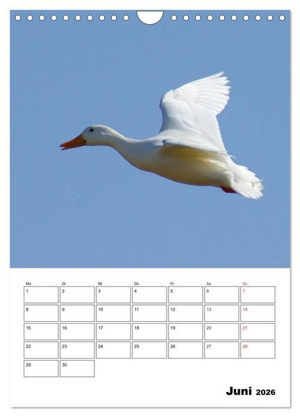 Produktbild: Liebenswerte Enten (Wandkalender 2026 DIN A4 hoch), CALVENDO Monatskalender