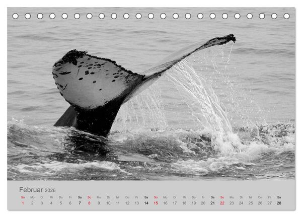 Produktbild: Die Seelen der wilden Tiere (Tischkalender 2026 DIN A5 quer), CALVENDO Monatskalender