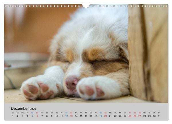 Produktbild: Australian Shepherd Welpen 2026 (Wandkalender 2026 DIN A3 quer), CALVENDO Monatskalender