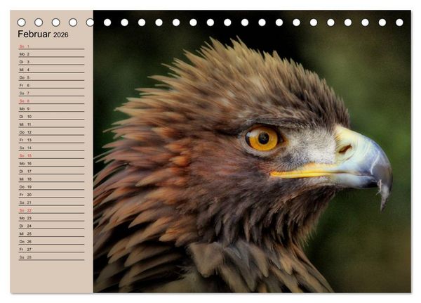 Produktbild: Der Steinadler. Majest&auml;tischer Greifvogel (Tischkalender 2026 DIN A5 quer), CALVENDO Monatskalender