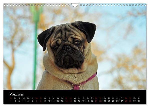 Produktbild: Alles Mops-Kalender 2026 (Wandkalender 2026 DIN A3 quer), CALVENDO Monatskalender