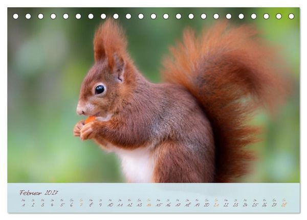 Produktbild: Sch&ouml;nheiten des Waldes (Tischkalender 2027 DIN A5 quer), CALVENDO Monatskalender