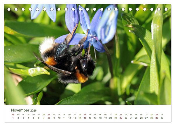 Produktbild: Wildbienen im Garten (Tischkalender 2026 DIN A5 quer), CALVENDO Monatskalender