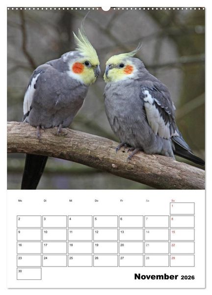 Produktbild: Papageien - Graupapagei, Rosella und Co. (hochwertiger Premium Wandkalender 2026 DIN A2 hoch), Kunstdruck in Hochglanz
