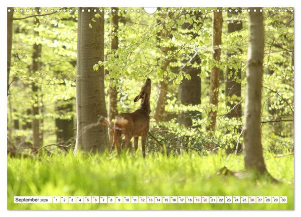 Produktbild: Anmut mit sanften Augen - Rehwild in der freien Natur (Wandkalender 2026 DIN A3 quer), CALVENDO Monatskalender