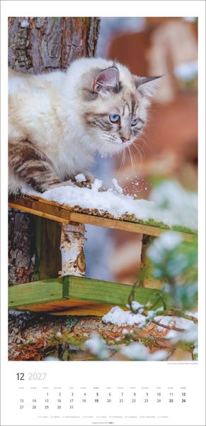 Produktbild: Katzen Kalender 2027