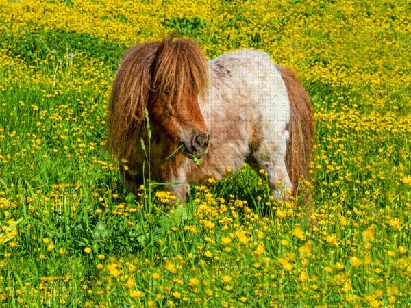 Produktbild: CALVENDO Puzzle Ein Pony in der Sommerwiese in Radstadt | 2000 Teile Lege-Gr&ouml;&szlig;e 90x67cm Foto-Puzzle f&uuml;r gl&uuml;ckliche Stunden