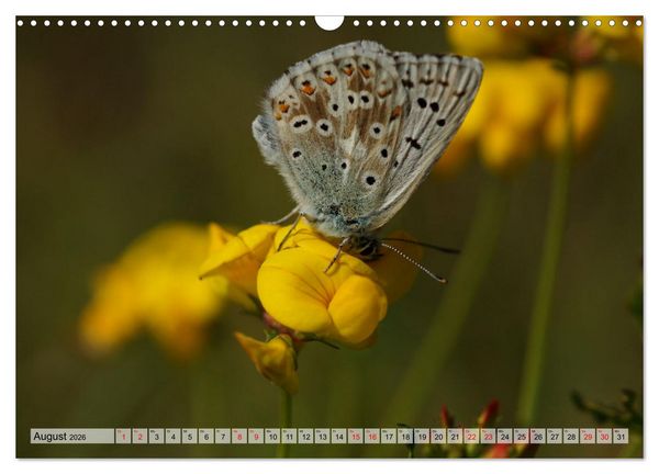 Produktbild: Mit Bl&auml;ulingen durch das Jahr (Wandkalender 2026 DIN A3 quer), CALVENDO Monatskalender