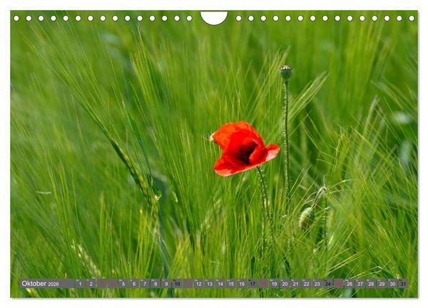 Produktbild: MOHNBL&Uuml;TEN (Wandkalender 2026 DIN A4 quer), CALVENDO Monatskalender