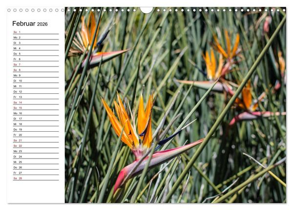 Produktbild: Strelitzien - die Paradiesv&ouml;gel unter den Blumen (Wandkalender 2026 DIN A3 quer), CALVENDO Monatskalender