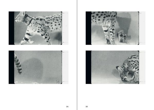 Produktbild: A Grin Without a Cat &ndash; The Very Tale