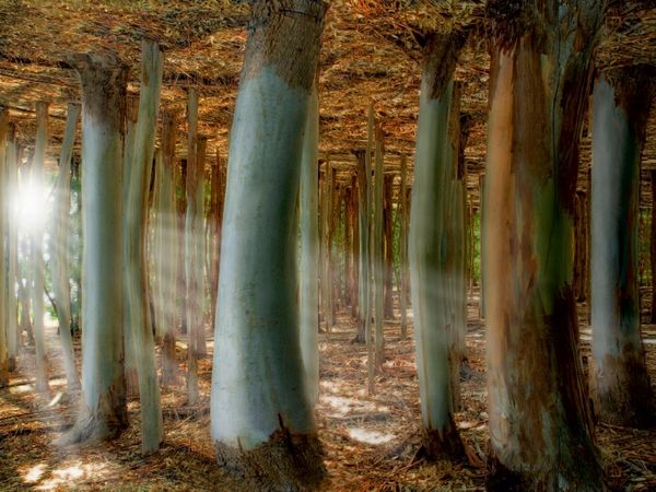 Produktbild: CALVENDO Puzzle Fantasiewald | 1000 Teile Lege-Gr&ouml;&szlig;e 64x48cm Foto-Puzzle f&uuml;r gl&uuml;ckliche Stunden