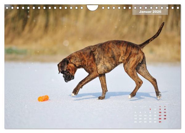 Produktbild: Typisch Boxer (Wandkalender 2026 DIN A4 quer), CALVENDO Monatskalender