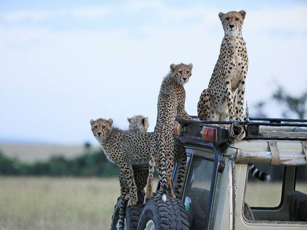 Produktbild: CALVENDO Puzzle Geparden auf dem Jeepdach | 1000 Teile Lege-Gr&ouml;&szlig;e 64 &times; 48 cm Foto-Puzzle f&uuml;r gl&uuml;ckliche Stunden
