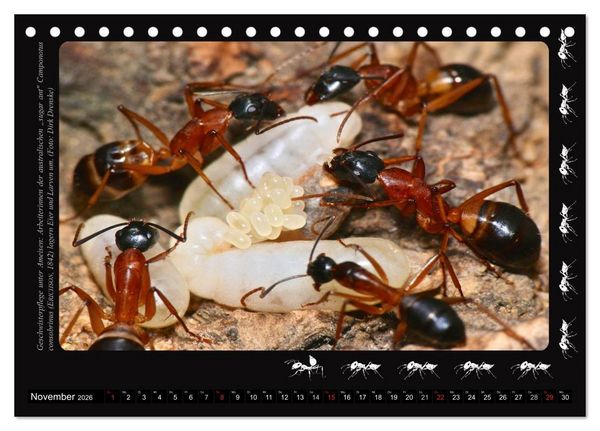 Produktbild: AntsNature - Faszination Ameisen (Tischkalender 2026 DIN A5 quer), CALVENDO Monatskalender