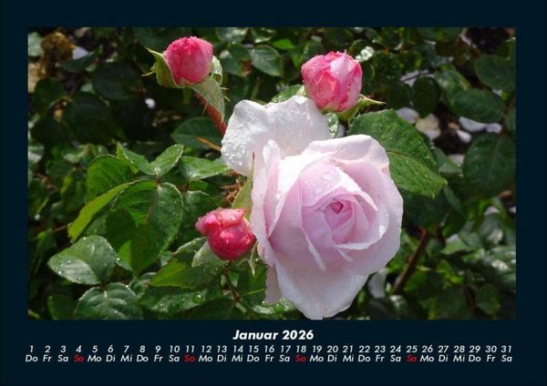 Produktbild: Rosentraum 2026 Fotokalender DIN A4