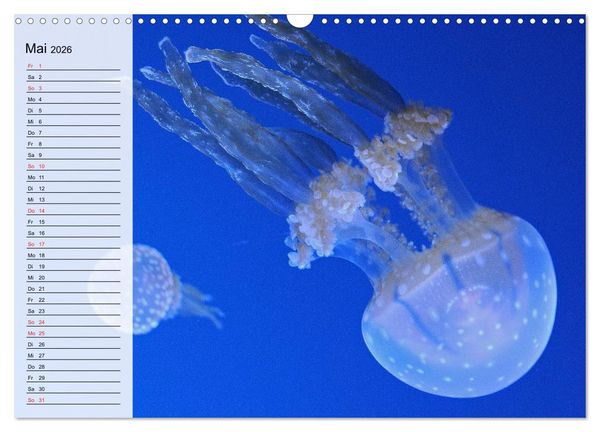 Produktbild: Quallen. Die Welt der Medusen (Wandkalender 2026 DIN A3 quer), CALVENDO Monatskalender