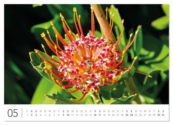 Produktbild: S&uuml;dafrika Garden Route (Wandkalender 2026 DIN A4 quer), CALVENDO Monatskalender