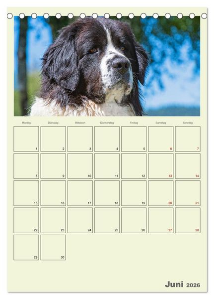 Produktbild: Faszination Landseer - Mit Plan durch das Jahr (Tischkalender 2026 DIN A5 hoch), CALVENDO Monatskalender