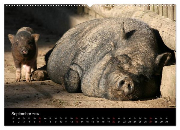 Produktbild: Schweinereien (Wandkalender 2026 DIN A2 quer), CALVENDO Monatskalender