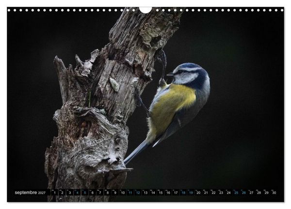 Produktbild: Mes anges bleus en &Icirc;le-de-France (Calendrier mural 2027 DIN A3 vertical), CALVENDO calendrier mensuel