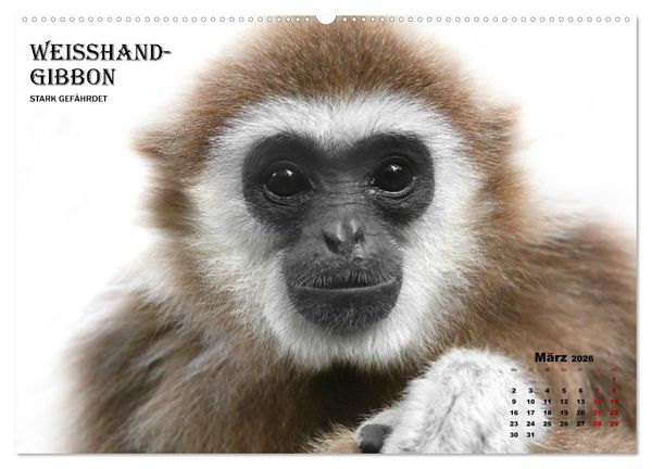 Produktbild: AFFENPORTR&Auml;TS (hochwertiger Premium Wandkalender 2026 DIN A2 quer), Kunstdruck in Hochglanz