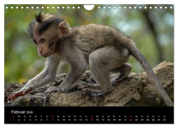 Produktbild: Affentheater (Wandkalender 2026 DIN A4 quer), CALVENDO Monatskalender