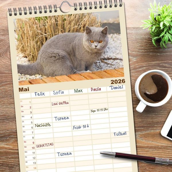 Produktbild: Familienplaner 2026 - B&auml;rige Schmusetiger - Britisch Kurzhaar Katzen mit 5 Spalten (Wandkalender, 21 x 45 cm) CALVENDO