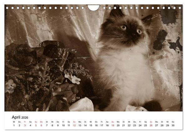 Produktbild: Oma's Katzenkalender 2026 (Wandkalender 2026 DIN A4 quer), CALVENDO Monatskalender