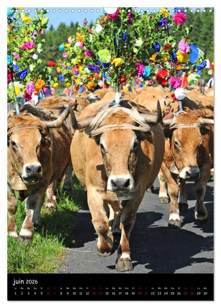 Produktbild: Vaches d'Aubrac (Calendrier mural 2026 DIN A3 horizontal), CALVENDO calendrier mensuel