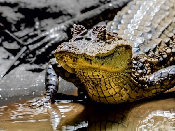 Produktbild: Brillenkaiman (Caiman crocodilus) (Puzzle)