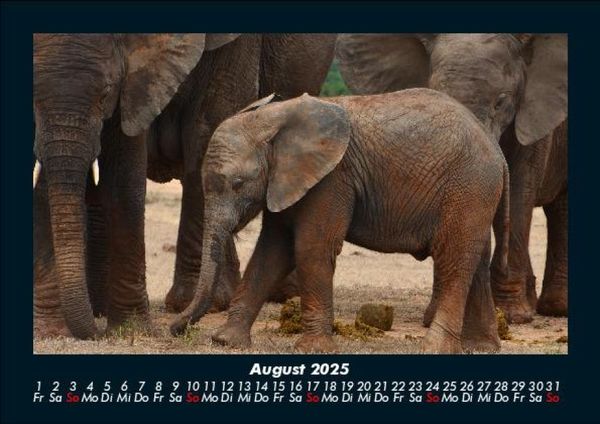 Produktbild: Welt der Tiere 2025 Fotokalender DIN A5
