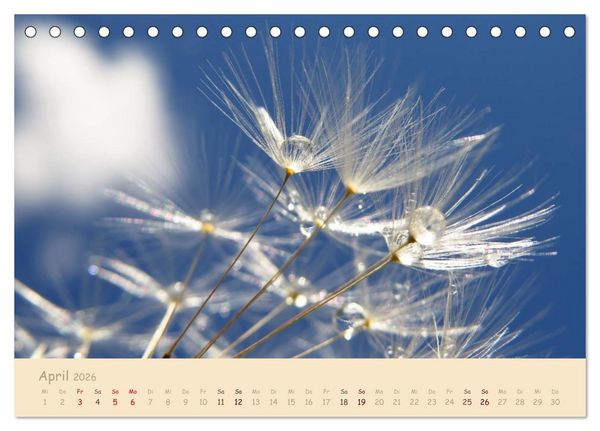 Produktbild: Unscheinbare Sch&ouml;nheit - Pusteblume (Tischkalender 2026 DIN A5 quer), CALVENDO Monatskalender