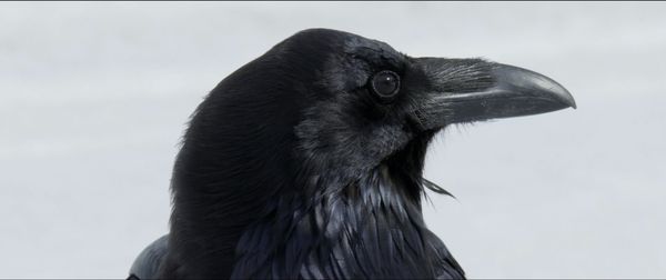 Produktbild: Kr&auml;hen - Die Natur beobachtet uns