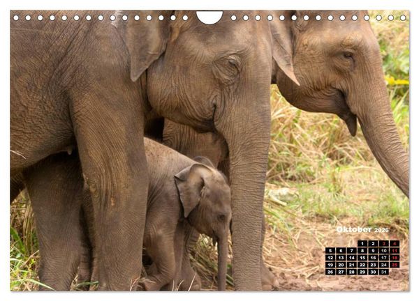 Produktbild: Bedrohte Riesen - Elefanten in Sri Lanka (Wandkalender 2026 DIN A4 quer), CALVENDO Monatskalender