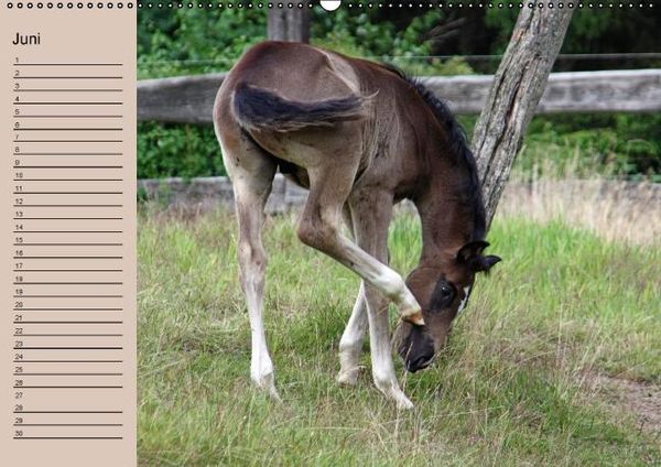 Produktbild: Der Fohlen-Geburtstagskalender (Wandkalender immerw&auml;hrend DIN A2 quer)