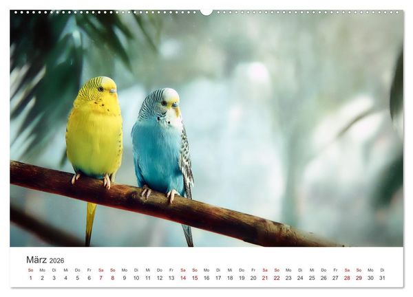 Produktbild: Zwitscherzeit - Ein Kalender voller Wellensittiche (hochwertiger Premium Wandkalender 2026 DIN A2 quer), Kunstdruck in Hochglanz