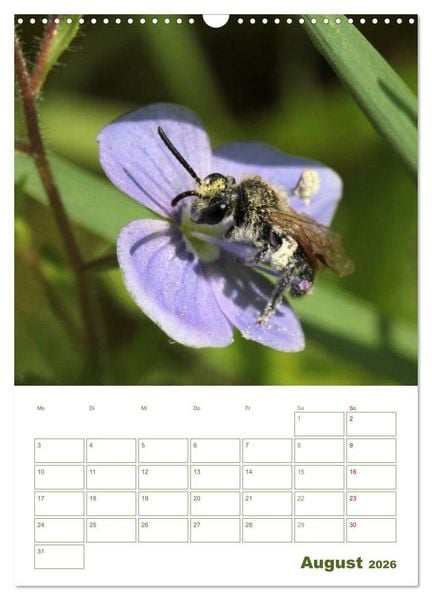Produktbild: Wildbienen-Terminplaner 2026 (Wandkalender 2026 DIN A3 hoch), CALVENDO Monatskalender