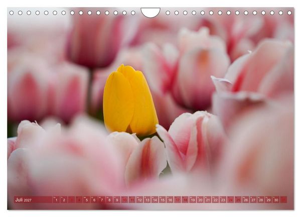 Produktbild: Tulpen - Hollands Stolz (Wandkalender 2027 DIN A4 quer), CALVENDO Monatskalender