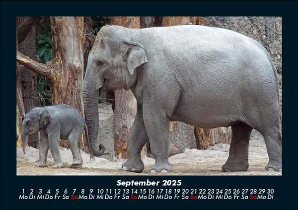 Produktbild: Tiere in der Wildnis 2025 Fotokalender DIN A5