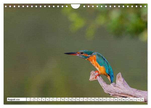 Produktbild: Eisv&ouml;gel (Alcedo atthis) - Edelsteine der Natur (Wandkalender 2026 DIN A4 quer), CALVENDO Monatskalender