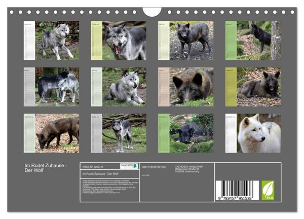 Produktbild: Im Rudel Zuhause - Der Wolf (Wandkalender 2026 DIN A4 quer), CALVENDO Monatskalender