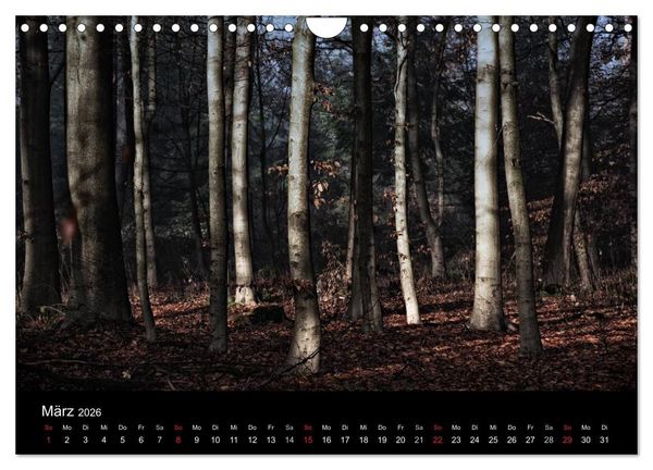 Produktbild: Mystische W&auml;lder (Wandkalender 2026 DIN A4 quer), CALVENDO Monatskalender