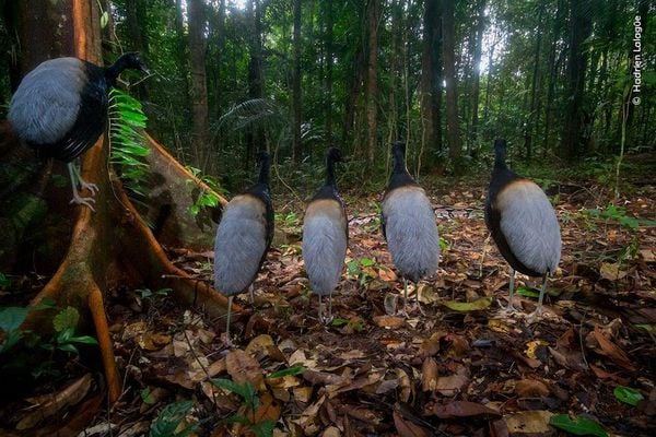 Produktbild: Wildlife Fotografien des Jahres &ndash; Portfolio 33