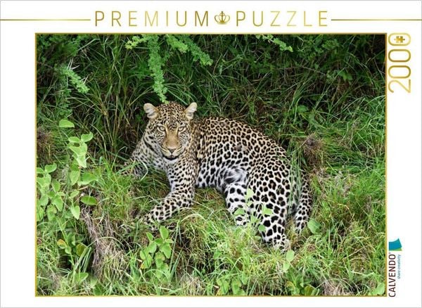 CALVENDO Puzzle Leopardin | 2000 Teile Lege-Größe 90x67cm Foto-Puzzle für glückliche Stunden