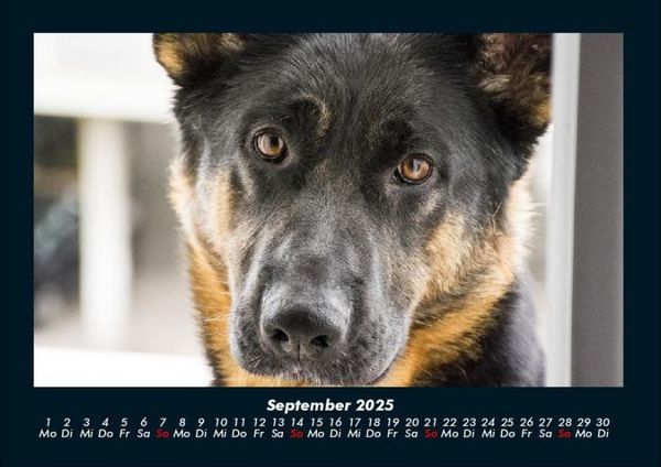 Produktbild: Hunde 2025 Fotokalender DIN A4