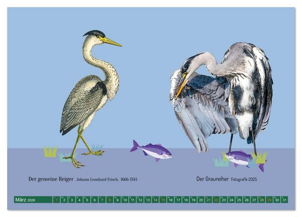 Produktbild: Vom Reiger zum Reiher (hochwertiger Premium Wandkalender 2026 DIN A2 quer), Kunstdruck in Hochglanz