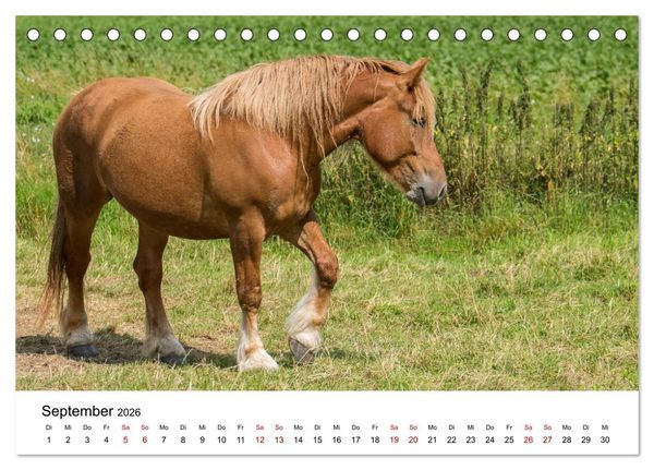 Produktbild: Alte Nutztierrassen 2026 (Tischkalender 2026 DIN A5 quer), CALVENDO Monatskalender