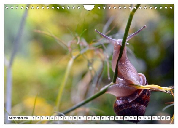 Produktbild: Schnecken. Witzige Schleimer (Wandkalender 2026 DIN A4 quer), CALVENDO Monatskalender